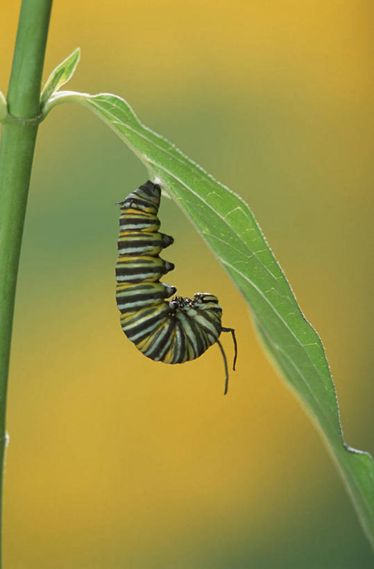 无人,竖图,室外,特写,白天,侧面,美景,植物,叶子,吊挂,悬挂,阴影,朦胧,模糊,光线,昆虫,纹理,影子,景观,绿叶,挂,一只,绿色,阳光,自然,动物,嫩叶,景色,毛毛虫,自然风光,肌理,害虫,毛虫,叶,叶片,叶脉,彩图,全身
