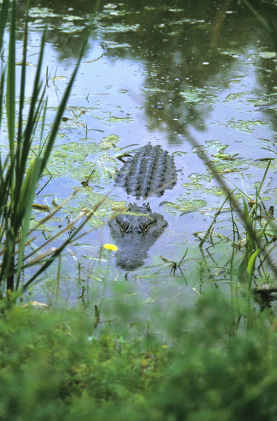 无人,竖图,俯视,室外,白天,旅游,度假,河流,美景,水,植物,鳄鱼,野生动物,叶子,美国,一条,阴影,生气,光线,爬行动物,影子,河水,景观,水流,绿叶,注视,娱乐,绿色,倒影,阳光,自然,动物,观察,看,享受,休闲,嫩叶,景色,放松,愤怒,生长,成长,观看,恼怒,游动,察看,倒映,北美,北美洲,愤慨,怒气,气愤,发怒,关注,怒火,自然风光,德克萨斯州,美洲,情绪,凶猛,脾气,短吻鳄,德克萨斯,得州,德州,得克萨斯州,孤星之州,忿怒,怨恨,强烈,北亚美利加洲,亚美利加洲,美国短吻鳄,反照,气忿,愤恨,密河鳄,肝火,激动,残暴,凶残,叶,叶片,彩图,高角度拍摄,全身,本德堡县,福遍郡
