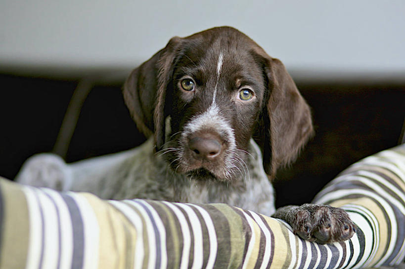 胡须,无人,横图,室内,特写,白天,正面,沙发,宠物,狗,阴影,朦胧,模糊,光线,影子,灯光,猎犬,注视,一只,动物,观察,看,趴着,可爱,观看,察看,关注,布艺沙发,忠诚,髯毛,波音达犬,德国波音达犬,德国短毛波音达犬,德国短毛指示猎犬,德国短毛指示犬,犬,趴,半身,彩图