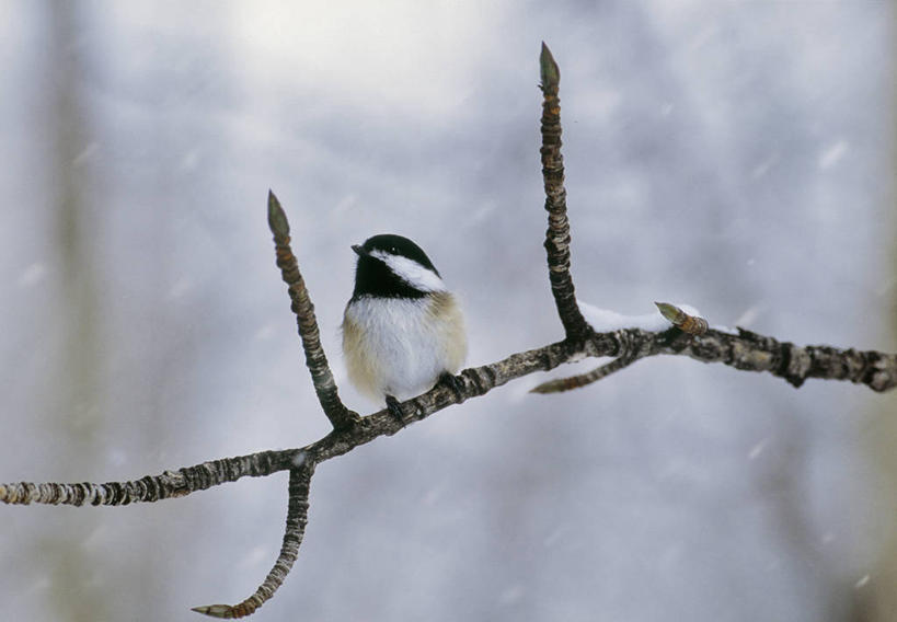 无人,横图,室外,特写,白天,正面,美景,雪,植物,大雪,鸟,阴影,朦胧,模糊,飘扬,光线,鸟类,山雀,影子,积雪,景观,雪景,冬季,冬天,枝条,扭头,注视,树,树木,树枝,一只,阳光,自然,观察,看,转头,景色,寒冷,栖息,观看,飘逸,察看,关注,自然风光,飞扬,休憩,严寒,憩息,虬枝,枝杈,栖身,白脸山雀,大山雀,彩图,全身