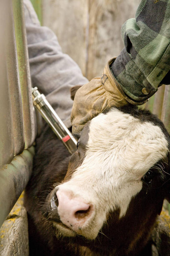 西方人,两个人,站,竖图,俯视,室外,特写,白天,安全,牛,欧洲,欧洲人,一副,朦胧,模糊,防护,注视,一个,一只,动物,手套,观察,看,站着,针管,针筒,家畜,注射,牲畜,单个,观看,保护,察看,医疗,医疗设备,注射器,关注,按着,保险,保全,周全,安稳,安定,防护手套,平安,男人,男性,年轻男性,白种人,站立,半身,彩图,高角度拍摄