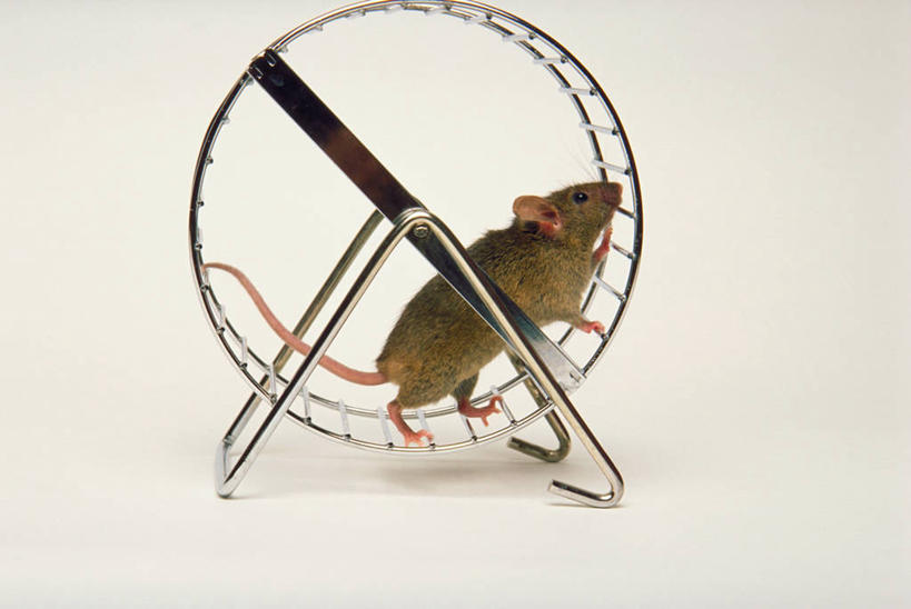 无人,横图,室内,特写,白天,白色背景,侧面,游戏,野生动物,老鼠,玩具,金属制品,阴影,光线,细菌,金属,影子,灯光,滚轮,玩,注视,娱乐,一只,动物,观察,看,休闲,益智,摄影,影棚,观看,活动,察看,发泄,关注,消遣,智力,病菌,宣泄,传染,四害,耗子,玩耍,嬉戏,彩图,全身,影棚拍摄,拍摄