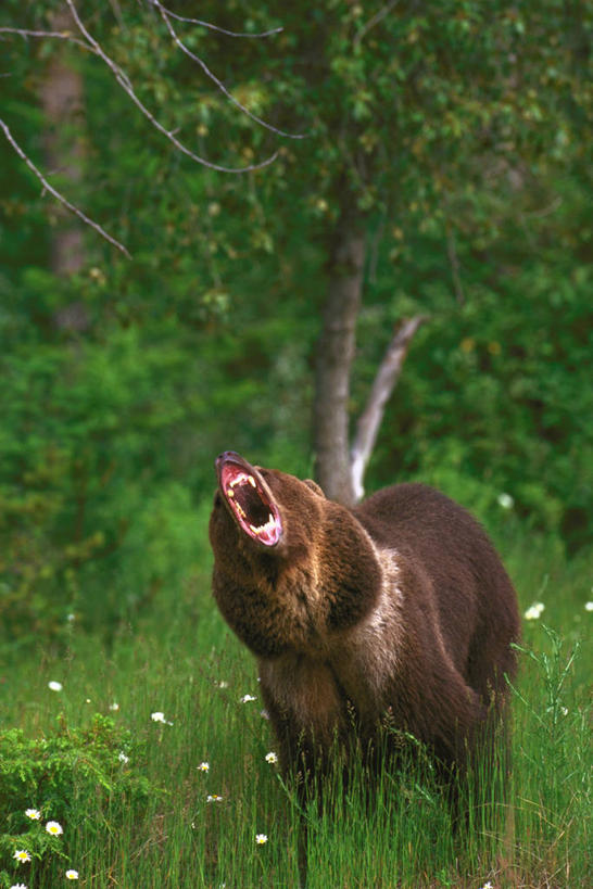 无人,站,竖图,室外,白天,正面,草地,草坪,植物,野生动物,熊,阴影,朦胧,模糊,光线,影子,注视,草,树,树木,一只,绿色,阳光,自然,动物,观察,看,站着,张嘴,生长,成长,观看,察看,猛烈,关注,凶猛,张大嘴巴,凶悍,勇猛,厉害,残暴,凶残,张开嘴,棕熊,马熊,站立,彩图,全身