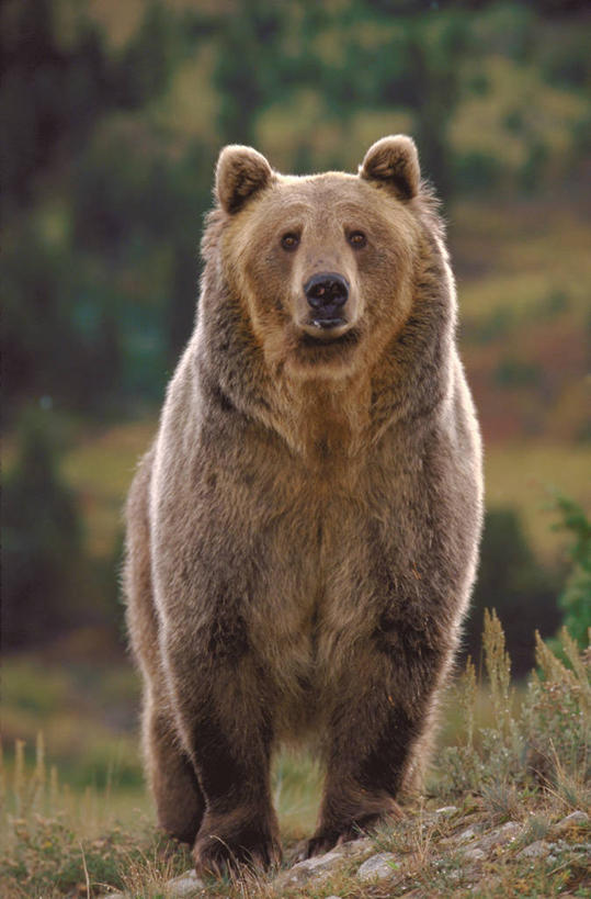 无人,站,竖图,室外,白天,正面,草地,草坪,植物,野生动物,熊,阴影,朦胧,模糊,光线,影子,注视,草,树,树木,一只,绿色,阳光,自然,动物,观察,看,站着,生长,成长,观看,察看,猛烈,关注,凶猛,凶悍,勇猛,厉害,残暴,凶残,棕熊,马熊,站立,彩图,全身