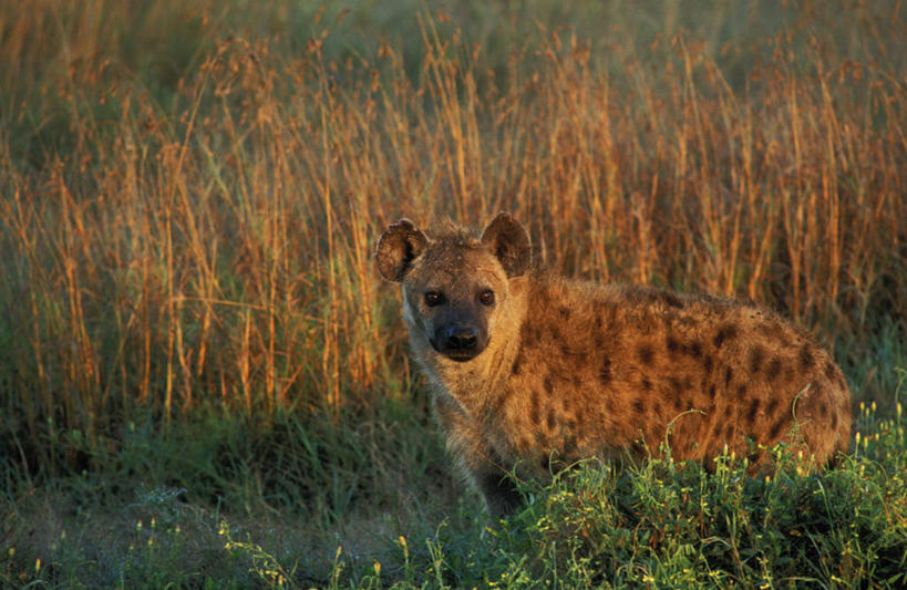 无人,公园,站,横图,室外,白天,侧面,旅游,度假,美景,植物,狗,野生动物,非洲,坦桑尼亚,阴影,朦胧,模糊,光线,影子,景观,扭头,注视,娱乐,一只,绿色,阳光,自然,动物,观察,看,站着,转头,享受,休闲,景色,放松,生长,成长,观看,察看,国家公园,关注,自然风光,凶猛,鬣狗,斑点土狼,斑鬣狗,东非,塞伦盖蒂国家公园,坦桑尼亚联合共和国,残暴,凶残,站立,彩图,全身,塞伦盖蒂