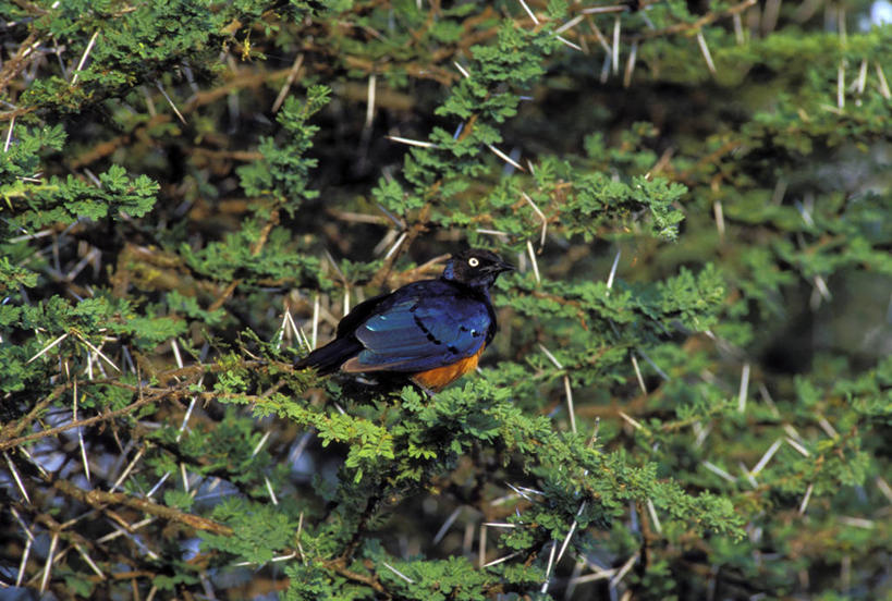 无人,公园,横图,俯视,室外,特写,白天,旅游,度假,美景,植物,鸟,野生动物,非洲,坦桑尼亚,阴影,朦胧,模糊,光线,鸟类,影子,景观,枝条,注视,娱乐,树,树木,树枝,一只,蓝色,蓝天,天空,阳光,自然,动物,天,观察,看,享受,休闲,景色,放松,可爱,栖息,活泼,观看,察看,国家公园,关注,自然风光,休憩,八哥,东非,塞伦盖蒂国家公园,坦桑尼亚联合共和国,憩息,虬枝,枝杈,栖身,鸲鹆,彩图,高角度拍摄,全身,塞伦盖蒂
