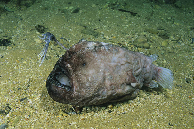 游泳,无人,横图,俯视,室外,白天,旅游,度假,寂寞,海浪,海洋,美景,澳大利亚,一条,阴影,光线,鱼,影子,景观,浪花,娱乐,鱼类,海洋生物,阳光,自然,海水,享受,休闲,景色,放松,自然风光,水生动物,大洋洲,澳洲,水生物,海景,海底动物,南方大陆,澳大利亚联邦,泅水,拍浮,孤单,大海,风浪,海,海水的波动,近岸浪,涌浪,彩图,高角度拍摄,全身,寥寂