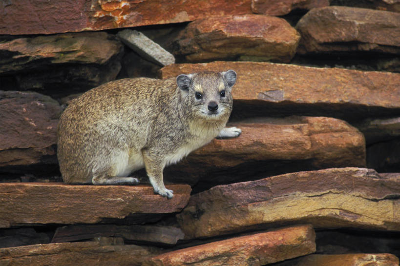 无人,公园,站,横图,室外,特写,白天,侧面,旅游,度假,石头,美景,野生动物,非洲,坦桑尼亚,一堆,阴影,堆叠,堆积,粗糙,光线,石子,影子,景观,注视,娱乐,一只,阳光,自然,动物,观察,看,站着,享受,休闲,景色,放松,可爱,毛茸茸,栖息,活泼,观看,堆,察看,毛糙,国家公园,关注,自然风光,蹄兔,啼兔,东非,塞伦盖蒂国家公园,坦桑尼亚联合共和国,栖身,石块,岩石,站立,彩图,全身,塞伦盖蒂,粗拙