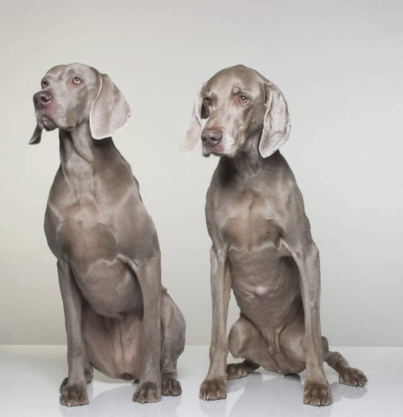 无人,坐,竖图,室内,特写,白天,白色背景,正面,宠物,狗,阴影,光线,影子,灯光,注视,动物,观察,看,两只,可爱,摄影,影棚,牧羊犬,观看,察看,德国牧羊犬,关注,忠诚,德国狼犬,黑背,犬,坐着,彩图,全身,影棚拍摄,拍摄