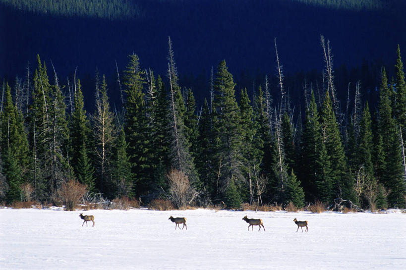 无人,走,横图,室外,白天,侧面,美景,树林,雪,植物,大雪,哺乳动物,鹿,野生动物,加拿大,四只,一排,阴影,整齐,平静,光线,影子,积雪,景观,雪景,冬季,冬天,树,树木,排列,蓝色,绿色,蓝天,天空,阳光,自然,动物,天,景色,安静,寒冷,可爱,活泼,生长,晴朗,成长,宁静,北美,北美洲,队列,静谧,自然风光,美洲,万里无云,洛矶山脉,落基山脉,北亚美利加洲,亚美利加洲,严寒,沉静,恬静,安祥,僻静,清静,太平,亚伯达盆地,八叉鹿,赤鹿,红鹿,黄臀赤鹿,跟从,跟随,追随,晴空,晴空万里,马鹿,步行,走路,彩图,全身