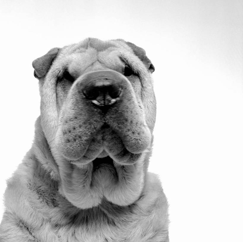 脸,头,脸颊,无人,坐,横图,室内,特写,白天,白色背景,正面,宠物,狗,沙皮狗,注视,一只,动物,观察,看,可爱,摄影,影棚,观看,察看,关注,忠诚,沙皮,沙皮犬,头部,脸部,脸蛋,面部,犬,坐着,半身,彩图,影棚拍摄,拍摄