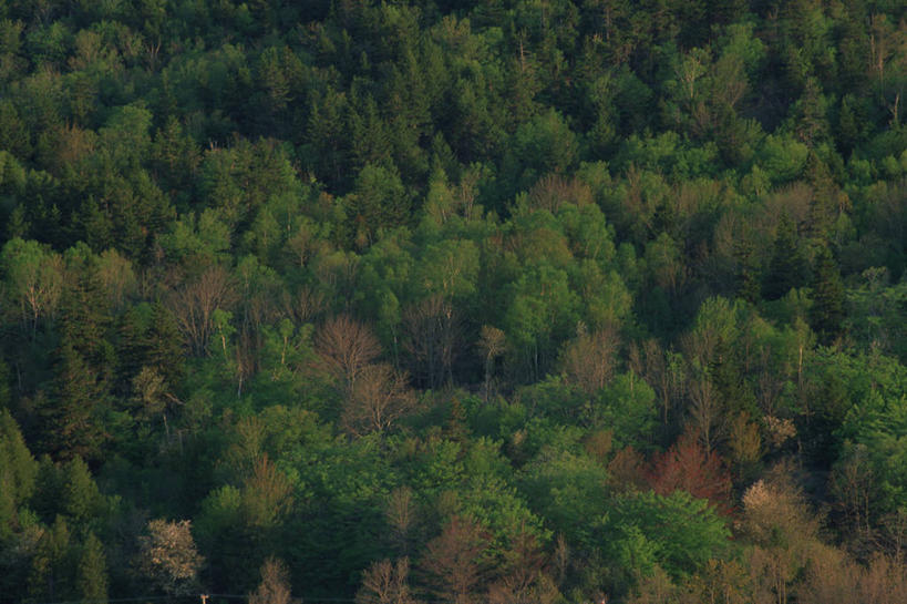 无人,横图,俯视,航拍,室外,白天,旅游,度假,美景,森林,树林,植物,生气,景观,娱乐,树,树木,绿色,自然,享受,休闲,景色,放松,活力,茂密,朝气,茂盛,生长,成长,生机,希望,鸟瞰,自然风光,彩图,高角度拍摄