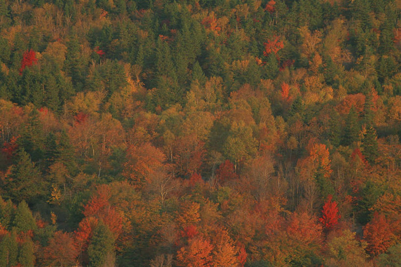 无人,横图,俯视,航拍,室外,白天,旅游,度假,美景,森林,树林,植物,生气,景观,娱乐,树,树木,黄色,红色,绿色,自然,享受,休闲,景色,放松,活力,茂密,朝气,茂盛,生长,成长,生机,希望,鸟瞰,自然风光,彩图,高角度拍摄