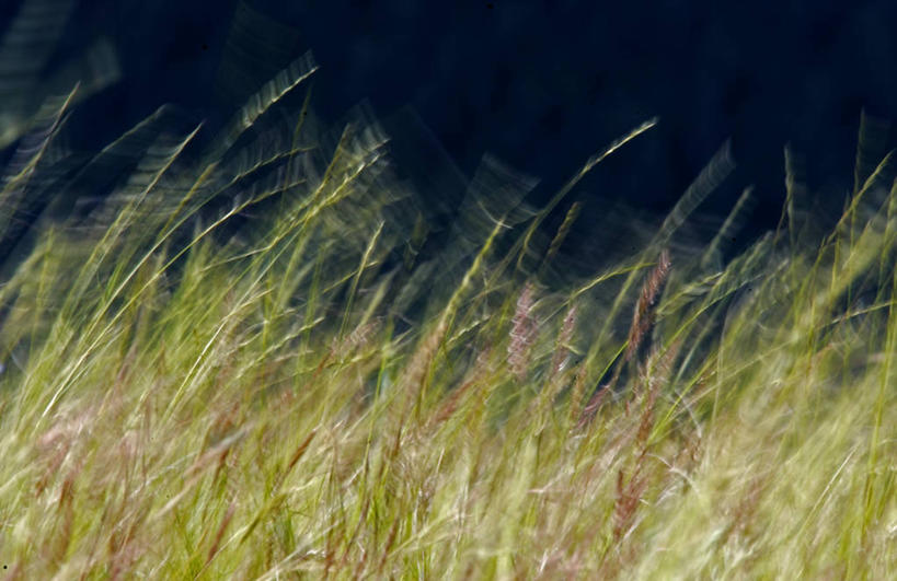 无人,横图,室外,白天,正面,旅游,度假,草地,草坪,美景,植物,加拿大,阴影,光线,影子,景观,娱乐,草,绿色,阳光,自然,享受,休闲,景色,放松,北美,北美洲,自然风光,美洲,北亚美利加洲,亚美利加洲,卑诗省,不列颠哥伦比亚,不列颠哥伦比亚省,彩图