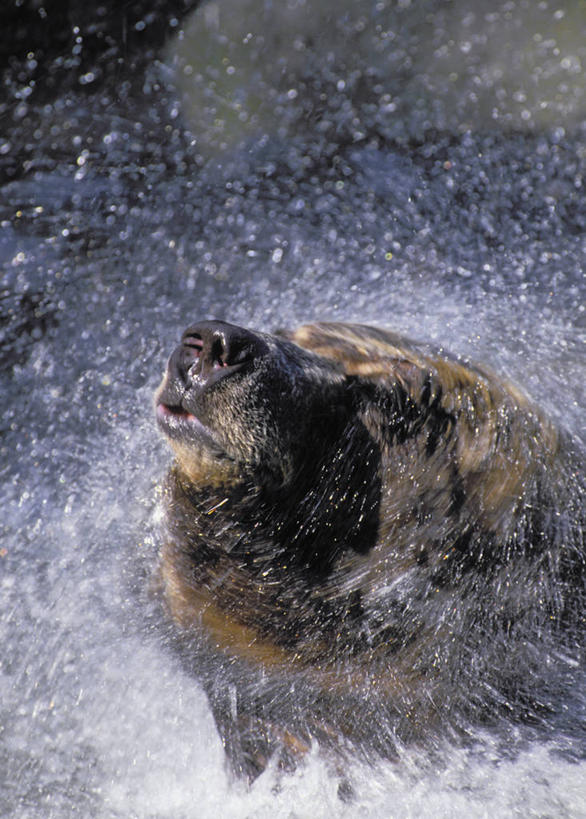 脸,头,脸颊,无人,竖图,俯视,室外,特写,白天,旅游,度假,美景,水,野生动物,熊,美国,一头,阴影,光线,液体,影子,景观,水滴,娱乐,灰色,阳光,自然,动物,探头,享受,休闲,景色,放松,北美,北美洲,自然风光,美洲,凶猛,北亚美利加洲,亚美利加洲,稀有,难得,罕见,残暴,凶残,头部,脸部,脸蛋,面部,棕熊,马熊,半身,彩图,高角度拍摄