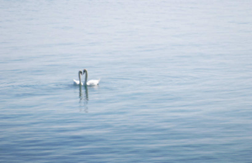 游泳,无人,摸,横图,俯视,室外,白天,旅游,度假,湖,湖泊,美景,水,鹅,鸟,加拿大,抚摸,阴影,波纹,反光,光线,鸟类,水鸟,影子,湖面,景观,水流,水面,涟漪,娱乐,白色,水纹,阳光,自然,波浪,湖水,两只,享受,休闲,景色,放松,北美,北美洲,自然风光,美洲,加拿大鹅,水晕,北亚美利加洲,亚美利加洲,泅水,拍浮,触摸,接触,彩图,高角度拍摄,全身