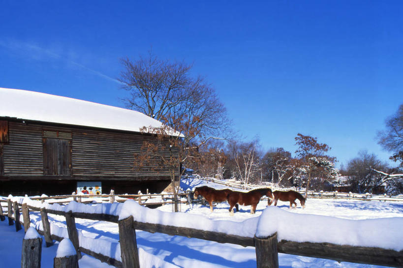 无人,家,栏杆,站,吃,横图,室外,白天,侧面,旅游,度假,美景,植物,马,野生动物,加拿大,阴影,枯萎,光线,影子,房屋,屋子,景观,围栏,娱乐,护栏,楼房,住宅,树,树木,四匹,蓝色,绿色,蓝天,天空,阳光,自然,动物,天,站着,享受,休闲,景色,放松,运输,牲畜,生长,成长,死亡,北美,北美洲,自然风光,美洲,北亚美利加洲,亚美利加洲,枯败,嚼,食,站立,彩图,全身,房子