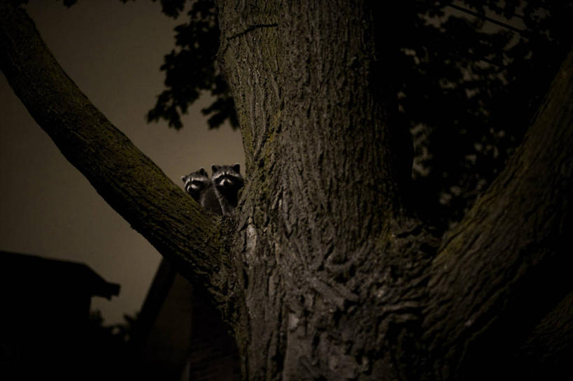 无人,坐,横图,室外,夜晚,仰视,旅游,度假,美景,植物,野生动物,加拿大,景观,树桩,枝条,注视,娱乐,树,树干,树木,树枝,绿色,自然,动物,观察,看,两只,享受,休闲,木桩,景色,放松,可爱,活泼,生长,成长,观看,察看,北美,北美洲,关注,自然风光,美洲,浣熊,多伦多,省会,北亚美利加洲,亚美利加洲,白鼻豿,安大略省,安省,北方好莱坞,多伦多市,虬枝,枝杈,坐着,彩图,低角度拍摄,全身