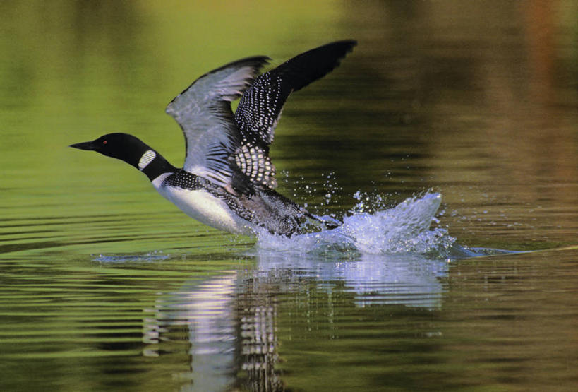 无人,横图,室外,白天,侧面,旅游,度假,河流,美景,水,鸟,加拿大,飞翔,伸展,张开,展翅,阴影,波纹,飞溅,溅,飞行,光线,翅膀,鸟类,液体,影子,河水,景观,水滴,水流,涟漪,翱翔,注视,娱乐,飞,水珠,一只,倒影,水纹,阳光,自然,波浪,观察,看,享受,休闲,景色,放松,观看,察看,倒映,北美,北美洲,关注,喷洒,自然风光,美洲,张开翅膀,潜鸟,水晕,北亚美利加洲,亚美利加洲,普通潜鸟,反照,展开翅膀,彩图,全身