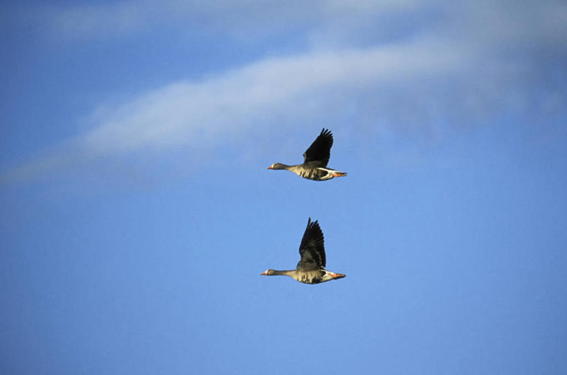无人,横图,室外,白天,仰视,旅游,度假,美景,鹅,鸟,美国,飞翔,伸展,张开,展翅,阴影,飞行,光线,翅膀,鸟类,水鸟,影子,景观,云,云朵,翱翔,云彩,注视,娱乐,飞,蓝色,白云,蓝天,天空,阳光,自然,天,观察,看,两只,享受,休闲,景色,放松,晴朗,观看,察看,北美,北美洲,关注,自然风光,美洲,加拿大鹅,张开翅膀,北亚美利加洲,亚美利加洲,展开翅膀,晴空,彩图,低角度拍摄,全身