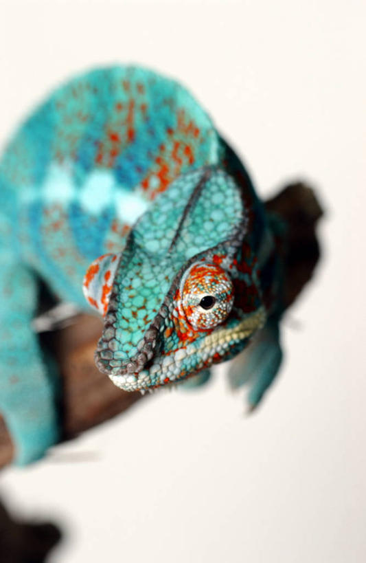 无人,竖图,俯视,室内,白天,白色背景,植物,变色龙,野生动物,躲藏,阴影,花纹,装饰,光线,影子,灯光,枝条,注视,树,树木,树枝,一只,动物,观察,看,趴着,摄影,影棚,观看,华丽,修饰,点缀,察看,隐蔽,隐藏,关注,埋没,伪装,衬托,美观,雅致,雅观,潜藏,暗藏,避役,虬枝,枝杈,假装,趴,半身,彩图,高角度拍摄,影棚拍摄,拍摄