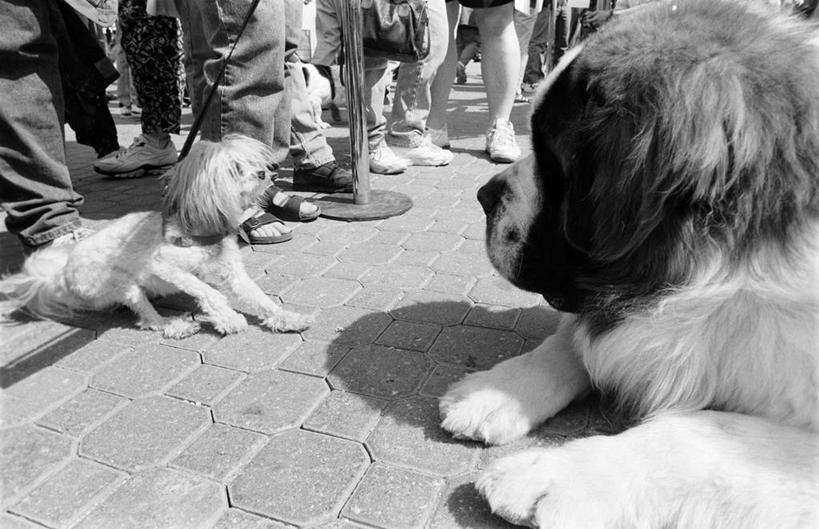 西方人,站,横图,黑白,室外,白天,侧面,运动鞋,道路,路,宠物,狗,鞋子,欧洲,欧洲人,阴影,服装,光线,影子,小路,交通,许多人,注视,休闲装,相视,衣服,阳光,动物,观察,看,趴着,站着,两只,一群人,休闲,面对面,休闲服,比较,可爱,服饰,观看,对视,休闲鞋,察看,大小,关注,对照,相对,忠诚,相看,比拟,男人,男性,年轻男性,年轻女性,女人,女性,白种人,犬,趴,站立,半身