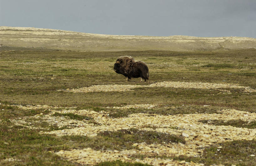 无人,站,横图,室外,白天,侧面,草地,草原,草坪,美景,植物,牛,野生动物,加拿大,阴影,枯萎,平静,光线,影子,荒野,景观,旷野,热带,草,一只,蓝色,蓝天,天空,阳光,自然,动物,天,站着,景色,安静,栖息,牲畜,宁静,死亡,北美,北美洲,静谧,自然风光,原野,美洲,麝香牛,荒原,北亚美利加洲,亚美利加洲,沉静,恬静,安祥,僻静,清静,太平,麝牛,枯败,栖身,站立,彩图,全身