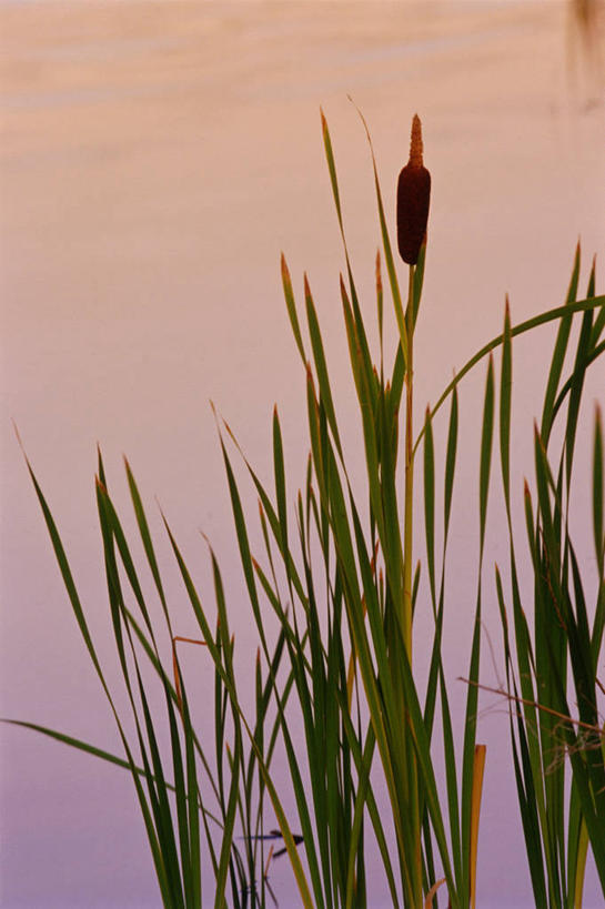 无人,竖图,室外,白天,仰视,草地,草坪,湖,湖泊,美景,日落,水,植物,加拿大,平静,湖面,景观,水流,水面,晚霞,霞光,落日,草,绿色,自然,黄昏,湖水,景色,彩霞,安静,宁静,北美,北美洲,静谧,自然风光,美洲,香蒲,北亚美利加洲,亚美利加洲,沉静,恬静,安祥,僻静,清静,太平,夕照,东方香蒲,蒲菜,蒲草,水烛,夕阳,彩图,低角度拍摄,斜阳