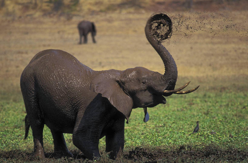 无人,站,横图,室外,白天,侧面,草地,草坪,美景,植物,哺乳动物,大象,野生动物,非洲,津巴布韦,阴影,朦胧,模糊,平静,光线,影子,景观,泥土,土壤,草,绿色,阳光,自然,动物,站着,张嘴,两只,景色,安静,肮脏,宁静,静谧,自然风光,亚洲象,张大嘴巴,邋遢,沉静,阿非利加洲,恬静,安祥,僻静,清静,太平,津巴布韦共和国,辛巴威,龌龊,污秽,张开嘴,象,站立,彩图,全身