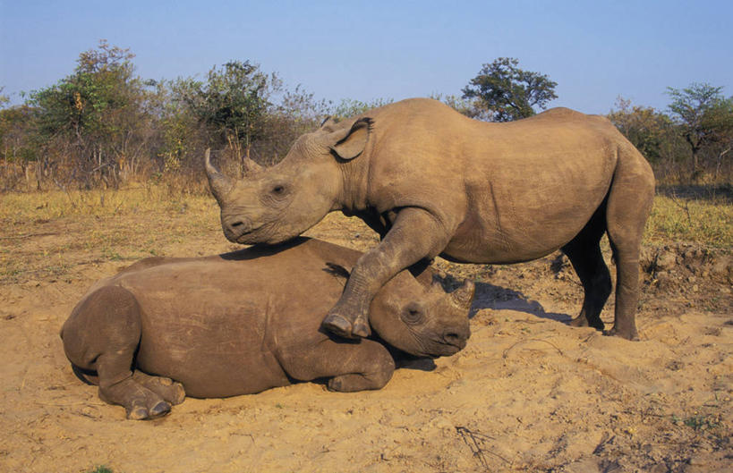 无人,站,横图,室外,白天,侧面,草地,草坪,美景,沙滩,植物,野生动物,阴影,平静,光线,沙子,影子,河岸,河滩,景观,沙地,草,树,树木,蓝色,绿色,蓝天,天空,阳光,自然,动物,天,趴着,站着,两只,景色,安静,生长,晴朗,成长,宁静,静谧,自然风光,凶猛,黑犀,黑犀牛,万里无云,沉静,恬静,安祥,僻静,清静,太平,残暴,凶残,晴空,晴空万里,犀牛,趴,站立,彩图,全身