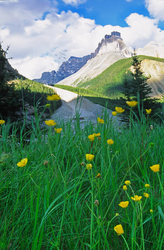 无人,公园,竖图,室外,白天,正面,旅游,度假,草地,草坪,花海,花圃,石头,美景,山,山脉,植物,道路,路,叶子,加拿大,阴影,盛开,光线,石子,影子,景观,山峰,云,云朵,小路,交通,山峦,花蕾,云彩,娱乐,草,花,花瓣,花朵,花卉,鲜花,蓝色,绿色,白云,蓝天,天空,阳光,自然,花丛,花束,花田,群山,天,花苞,花蕊,享受,休闲,景色,放松,晴朗,北美,北美洲,国家公园,自然风光,美洲,北亚美利加洲,亚美利加洲,卑诗省,不列颠哥伦比亚,不列颠哥伦比亚省,优鹤国家公园,幽鹤国家公园,石块,岩石,晴空,彩图,卑斯省
