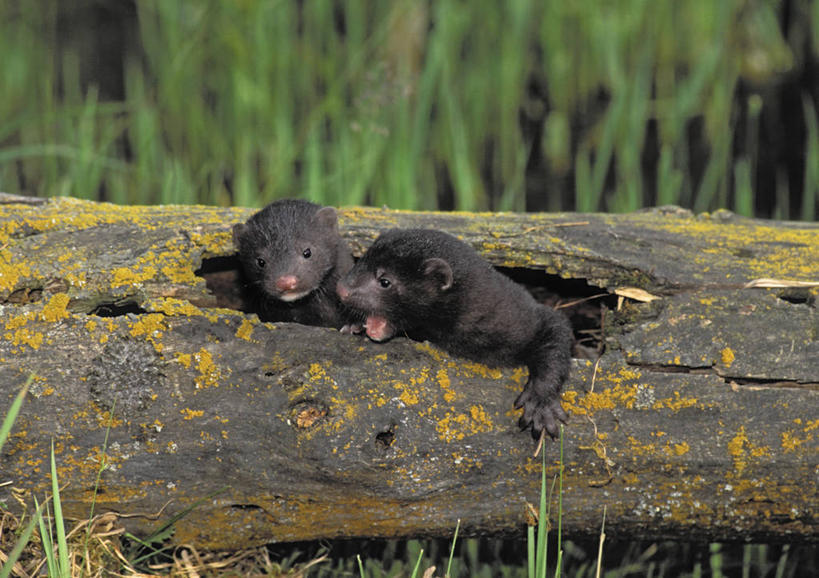 无人,横图,室外,白天,正面,旅游,度假,草地,草坪,美景,植物,哺乳动物,野生动物,貂,加拿大,阴影,朦胧,模糊,光线,影子,景观,树桩,注视,娱乐,草,树,树干,树木,绿色,阳光,自然,动物,观察,看,张嘴,两只,享受,休闲,木桩,景色,放松,可爱,活泼,生长,幼崽,成长,观看,察看,北美,北美洲,关注,自然风光,美洲,张大嘴巴,北亚美利加洲,亚美利加洲,水貂,张开嘴,鼬,彩图,全身,美洲水貂,北美水貂