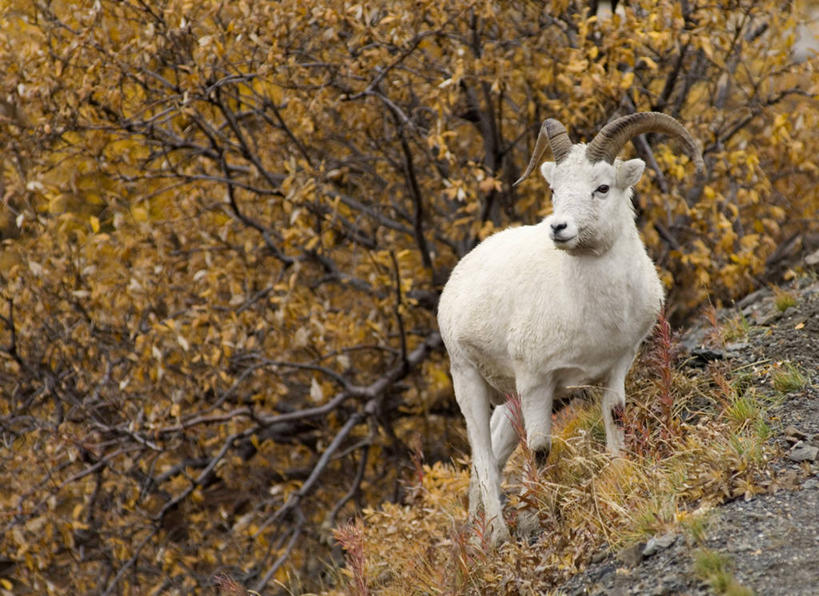 无人,站,横图,室外,白天,正面,旅游,度假,美景,秋季,植物,野生动物,羊,叶子,美国,枯萎,景观,枯叶,落叶,枝条,注视,娱乐,树,树木,树枝,一只,黄色,自然,动物,观察,看,站着,享受,休闲,景色,放松,可爱,活泼,观看,死亡,察看,北美,北美洲,国家公园,关注,自然风光,美洲,大角羊,阿拉斯加,阿拉斯加州,北亚美利加洲,亚美利加洲,最后的边疆,午夜阳光之地,盘角羊,盘羊,德纳里国家公园,虬枝,枝杈,枯败,叶,叶片,秋,秋天,站立,彩图,全身,白大角羊