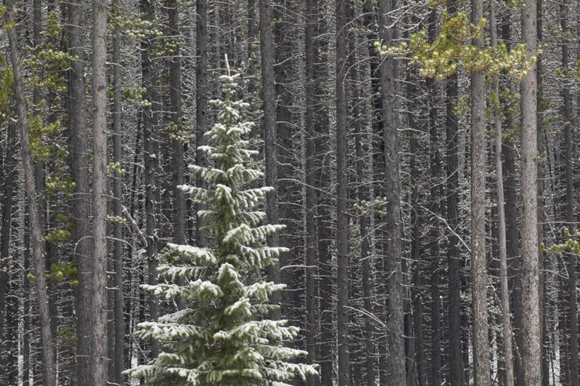 无人,公园,横图,室外,白天,正面,旅游,度假,美景,森林,树林,植物,松树,叶子,加拿大,枯萎,景观,绿叶,树桩,娱乐,树,树干,树木,自然,享受,休闲,嫩叶,木桩,景色,放松,生长,成长,死亡,北美,北美洲,国家公园,自然风光,坚定,美洲,阿尔伯塔省,阿尔伯塔,北亚美利加洲,亚美利加洲,长寿,贞洁,艾伯塔,艾伯塔省,贾斯珀国家公园,枯败,亚伯达,叶,叶片,彩图,黑松,阿省,艾省,亚伯达省,亚省
