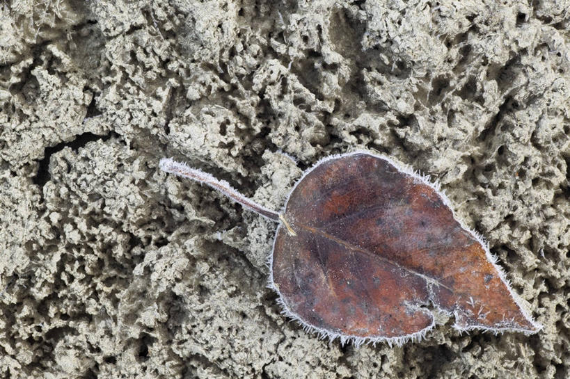 无人,公园,横图,俯视,室外,特写,白天,旅游,度假,美景,叶子,加拿大,一片,枯萎,景观,枯叶,落叶,霜,娱乐,自然,享受,休闲,景色,放松,寒冷,死亡,冰冷,北美,北美洲,国家公园,自然风光,美洲,阿尔伯塔省,阿尔伯塔,北亚美利加洲,亚美利加洲,严寒,冰凉,酷寒,凛冽,凛凛,极冷,艾伯塔,艾伯塔省,贾斯珀国家公园,枯败,亚伯达,叶,叶片,彩图,高角度拍摄,阿省,艾省,亚伯达省,亚省