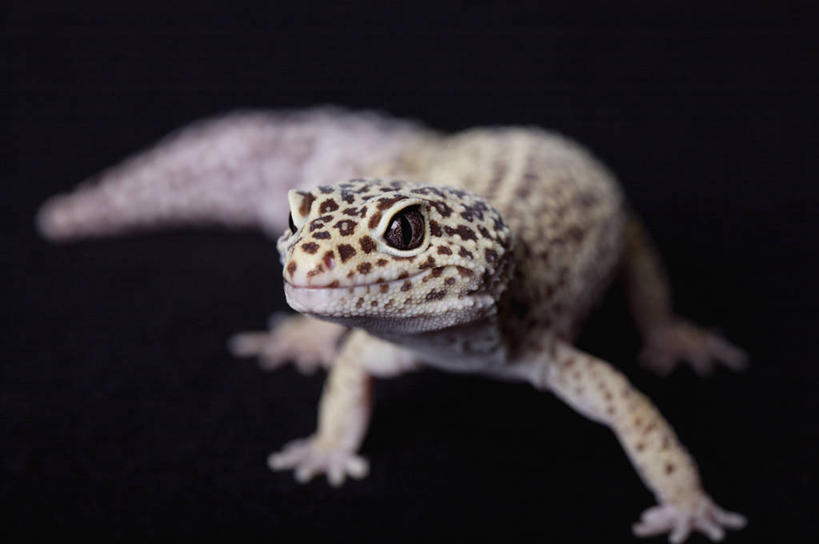 无人,横图,室内,白天,正面,壁虎,野生动物,黑色背景,朦胧,模糊,爬行动物,注视,一只,动物,观察,看,趴着,摄影,影棚,观看,察看,关注,豹纹壁虎,豹纹守宫,蝎虎,守宫,趴,彩图,全身,影棚拍摄,拍摄