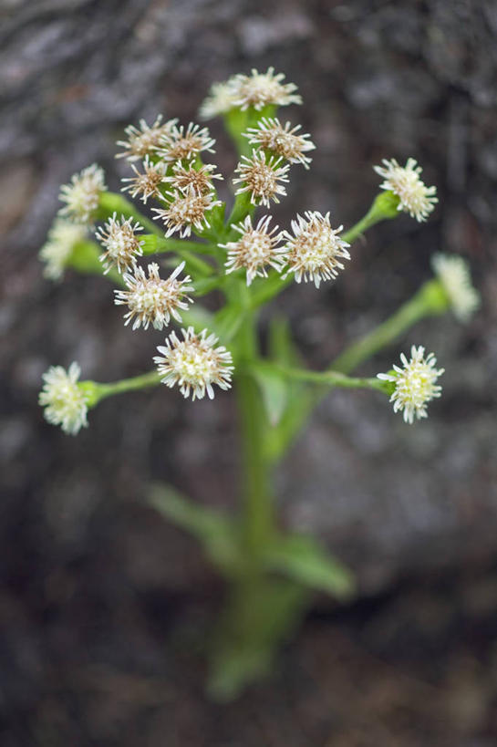 无人,公园,竖图,俯视,室外,特写,白天,旅游,度假,美景,植物,加拿大,朦胧,模糊,盛开,景观,娱乐,花,花瓣,花朵,花卉,鲜花,一朵,白色,自然,花蕊,享受,休闲,景色,放松,卫生,北美,北美洲,国家公园,自然风光,美洲,纯真,北亚美利加洲,亚美利加洲,洁净,光明,恬静,中间色,朴素,清白,卑诗省,不列颠哥伦比亚,不列颠哥伦比亚省,款冬花,库特尼国家公园,彩图,高角度拍摄,卑斯省