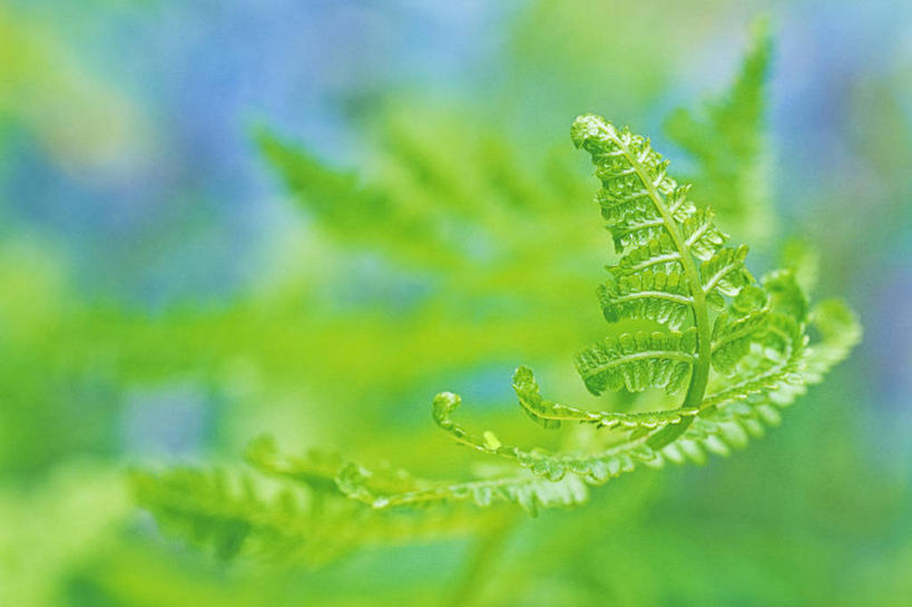 无人,横图,室外,特写,白天,正面,美景,植物,叶子,阴影,朦胧,模糊,光线,影子,景观,绿叶,绿色,阳光,自然,嫩叶,景色,生长,成长,蕨类,蕨类植物,自然风光,蹄盖蕨,叶,叶片,彩图