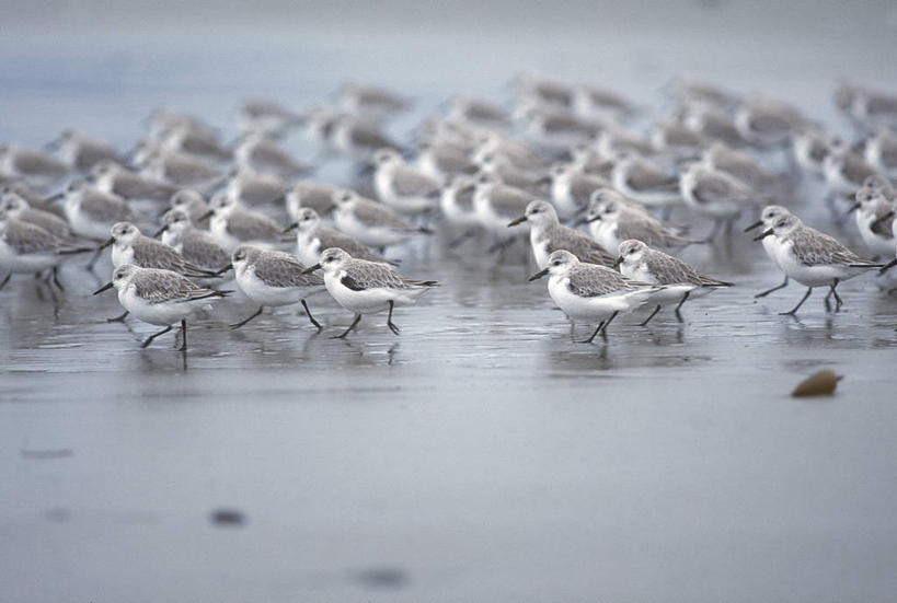无人,走,横图,俯视,室外,白天,旅游,度假,河流,美景,沙滩,水,鸟,羽毛,加拿大,一群,许多,阴影,波纹,轻盈,柔软,平静,光线,鸟类,沙子,影子,河岸,河水,河滩,景观,水流,沙地,很多,娱乐,水纹,阳光,自然,波浪,享受,休闲,景色,安静,放松,宁静,北美,北美洲,静谧,自然风光,美洲,轻柔,北亚美利加洲,亚美利加洲,沉静,恬静,安祥,僻静,清静,太平,卑诗省,不列颠哥伦比亚,不列颠哥伦比亚省,步行,走路,彩图,高角度拍摄,全身,卑斯省,太平洋沿岸国家公园保留地