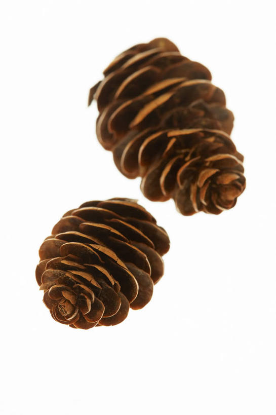 无人,竖图,俯视,室内,特写,白天,白色背景,静物,阴影,形状,粗糙,光线,影子,灯光,食品,坚果,果实,松果,食物,两个,干果,高低,摄影,影棚,凹凸,毛糙,松塔,形态,外形,彩图,高角度拍摄,影棚拍摄,拍摄,粗拙