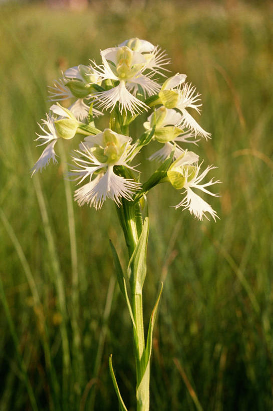 无人,竖图,室外,特写,白天,正面,草地,草坪,美景,植物,加拿大,阴影,平静,盛开,光线,影子,景观,花蕾,草,花,花瓣,花朵,鲜花,绿色,白色,阳光,自然,花苞,花蕊,景色,安静,宁静,北美,高雅,北美洲,静谧,自然风光,美洲,北亚美利加洲,亚美利加洲,一株,沉静,淡泊,花中君子,恬静,安祥,僻静,清静,太平,马尼托巴,马尼托巴省,曼尼托巴省,兰花,彩图,曼省,缅尼托巴省,缅省,舌唇兰