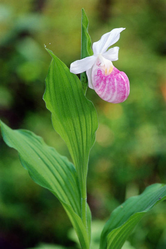 无人,竖图,室外,特写,白天,正面,花海,花圃,美景,植物,叶子,阴影,平静,盛开,光线,影子,景观,花蕾,花,花瓣,花朵,花卉,鲜花,一朵,粉色,绿色,阳光,自然,花丛,花束,花田,花苞,花蕊,景色,安静,宁静,高雅,静谧,自然风光,沉静,淡泊,花中君子,恬静,安祥,僻静,清静,太平,杓兰,兰花,彩图,拟兰,女神之花