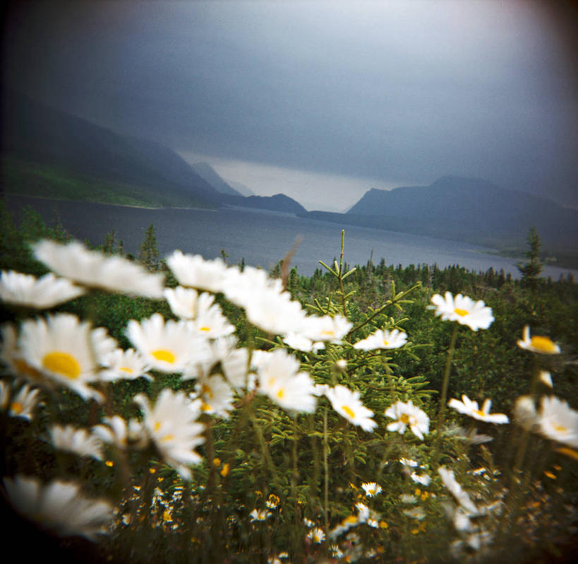 无人,公园,横图,俯视,室外,白天,旅游,度假,草地,草坪,花海,花圃,河流,石头,美景,山,山脉,水,植物,叶子,加拿大,阴影,朦胧,模糊,盛开,光线,石子,影子,河水,景观,山峰,水流,云,云朵,山峦,花蕾,云彩,娱乐,草,花,花瓣,花朵,花卉,鲜花,蓝色,绿色,白色,白云,蓝天,天空,阳光,自然,花丛,花束,花田,群山,天,花苞,花蕊,享受,休闲,景色,放松,晴朗,北美,北美洲,国家公园,自然风光,美洲,北亚美利加洲,亚美利加洲,格罗斯莫讷国家公园,纽芬兰,石块,岩石,晴空,彩图,高角度拍摄,格罗摩恩国家公园,格罗莫讷国家公园,格罗斯莫恩国家公园,纽芬兰.拉布拉多,纽芬兰.拉布拉多省,纽芬兰岛