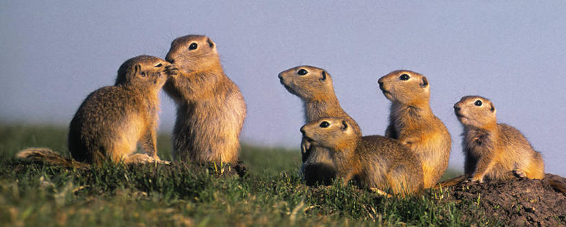 无人,站,吻,横图,室外,白天,正面,草地,草原,植物,野生动物,一群,许多,阴影,朦胧,模糊,新鲜,光线,影子,旷野,很多,扭头,注视,草,蓝色,绿色,蓝天,天空,阳光,动物,天,观察,看,站着,转头,可爱,活泼,晴朗,观看,青春,察看,生命,关注,原野,土拨鼠,和平,安详,草原犬鼠,旱獭,万里无云,天竺鼠,冷色,晴空,晴空万里,亲,亲吻,站立,彩图,全身