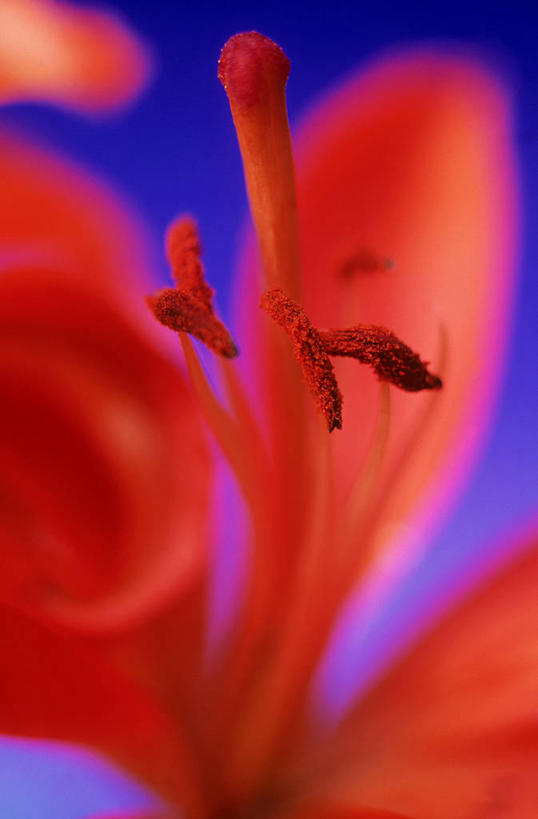 无人,竖图,俯视,室外,特写,白天,美景,百合花,阴影,朦胧,模糊,盛开,光线,影子,景观,花蕾,花,花瓣,花朵,鲜花,一朵,红色,阳光,自然,花苞,花蕊,景色,自然风光,强瞿,百合蒜,倒仙,番韭,山丹,彩图,高角度拍摄,亚洲百合