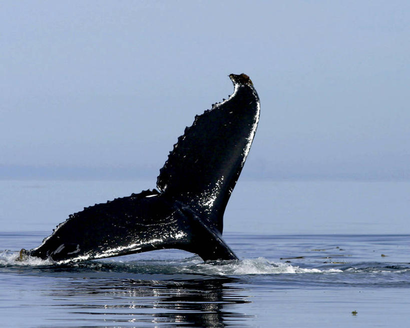 无人,跳,横图,室外,特写,白天,正面,河流,美景,水,哺乳动物,鲸鱼,加拿大,一条,阴影,波纹,光线,影子,河水,景观,水流,海洋生物,蓝色,蓝天,水纹,天空,阳光,自然,动物,波浪,天,景色,鲸,座头鲸,晴朗,北美,北美洲,自然风光,水生动物,美洲,水生物,海底动物,万里无云,北亚美利加洲,亚美利加洲,鲸类,卑诗省,不列颠哥伦比亚,不列颠哥伦比亚省,夏洛特皇后群岛,大翅鲸,巨臂鲸,锯臂鲸,驼背鲸,晴空,晴空万里,跳跃,半身,彩图,卑斯省
