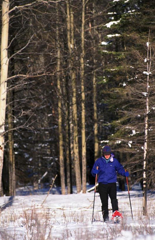 西方人,一个人,竖图,室外,白天,正面,锻炼,运动,树林,雪,植物,大雪,欧洲,加拿大,欧洲人,仅一个年轻女性,仅一个女性,仅一个人,阴影,光线,影子,积雪,雪景,冬季,冬天,运动器械,树,树木,绿色,阳光,自然,健身器械,寒冷,生长,成长,拐杖,滑雪板,滑雪鞋,滑雪杖,北美,北美洲,美洲,健身器材,滑雪装备,北亚美利加洲,亚美利加洲,严寒,体育,年轻女性,女人,女性,白种人,彩图,全身,健身,运动器材