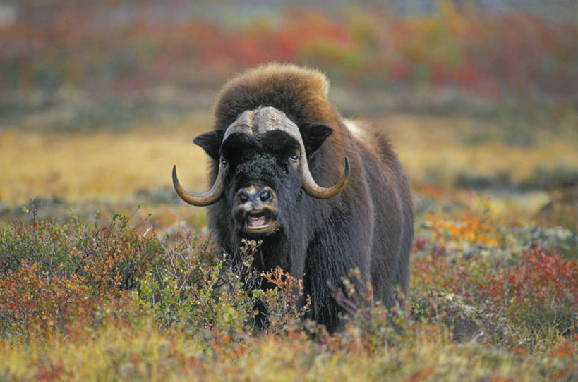 无人,站,横图,室外,白天,正面,草地,草坪,花海,花圃,植物,牛,野生动物,叶子,盛开,花蕾,注视,草,花,花瓣,花朵,花卉,鲜花,一只,绿色,动物,花丛,花束,花田,花苞,花蕊,观察,看,站着,牲畜,观看,察看,关注,麝香牛,麝牛,站立,彩图,全身