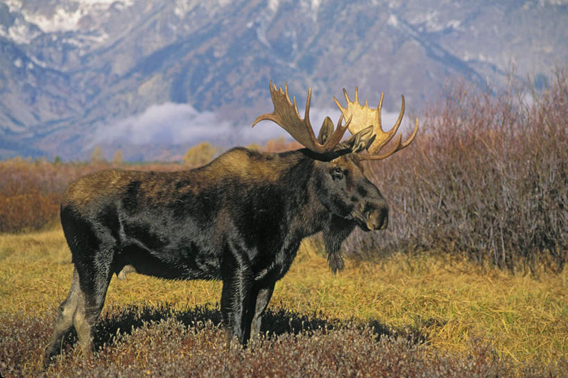 无人,站,横图,室外,白天,侧面,草地,草坪,花海,花圃,植物,牛,野生动物,叶子,盛开,花蕾,注视,草,花,花瓣,花朵,花卉,鲜花,一只,绿色,动物,花丛,花束,花田,花苞,花蕊,观察,看,站着,牲畜,观看,察看,关注,麝香牛,麝牛,站立,彩图,全身