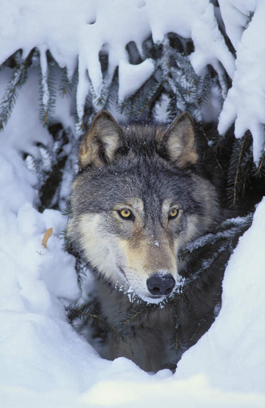 无人,站,竖图,室外,夜晚,正面,雪,大雪,狼,野生动物,阴影,光线,影子,洞,积雪,雪景,冬季,冬天,注视,一只,阳光,动物,观察,看,站着,寒冷,洞穴,观看,察看,关注,凶猛,穴,严寒,残暴,凶残,灰狼,站立,半身,彩图,犬科动物